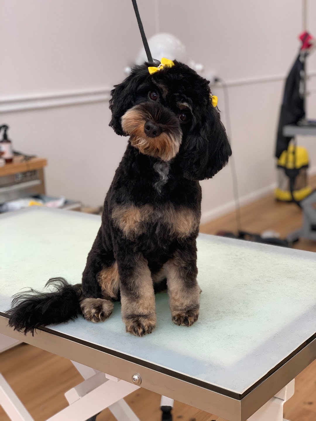 Online booking The Pet Lounge