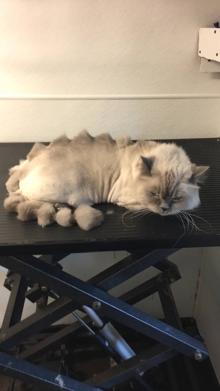 Online booking Mobile Pet Grooming Inc