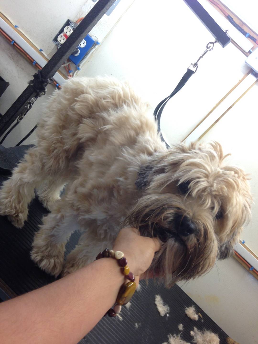 Online booking Mobile Pet Grooming Inc