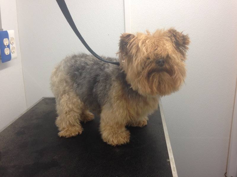 Online booking Mobile Pet Grooming Inc