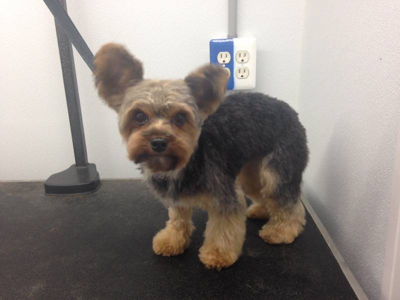 Online booking Mobile Pet Grooming Inc