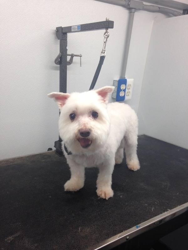 Online booking Mobile Pet Grooming Inc