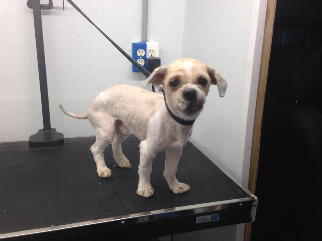 Online booking Mobile Pet Grooming Inc