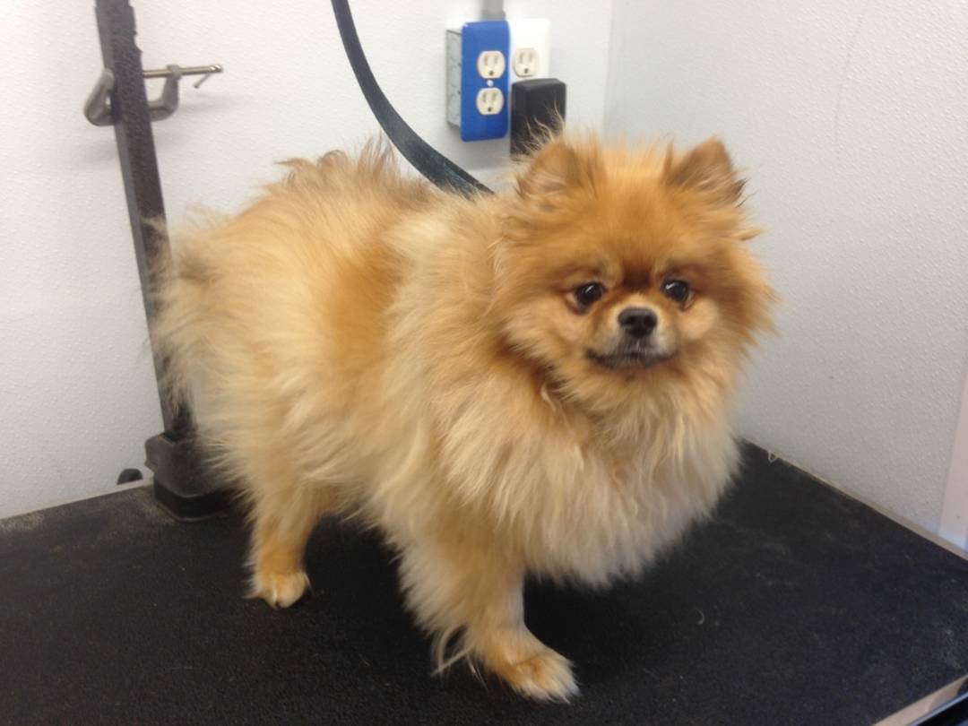 Online booking Mobile Pet Grooming Inc