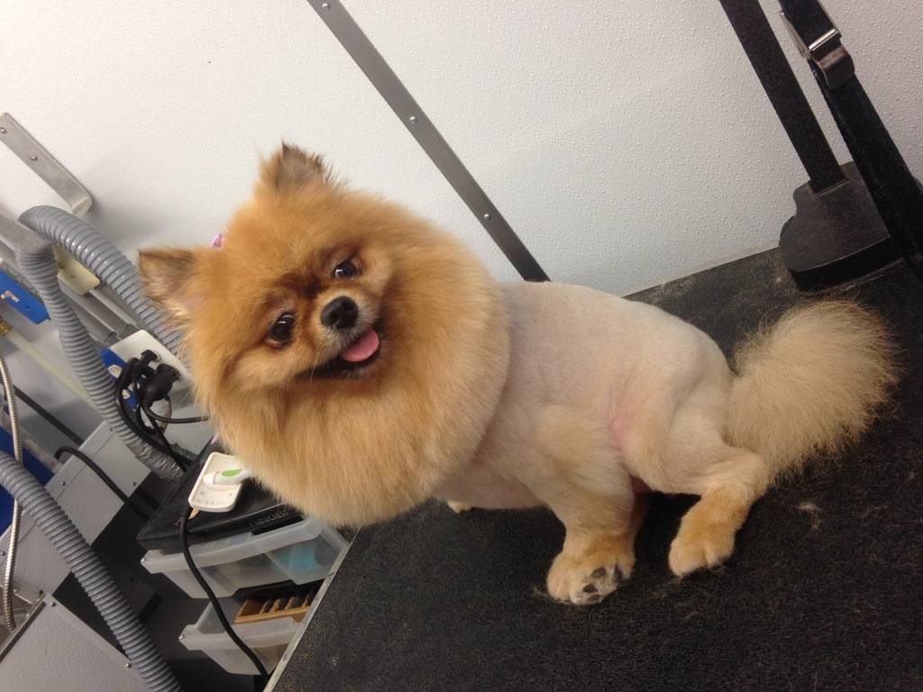 Online booking Mobile Pet Grooming Inc