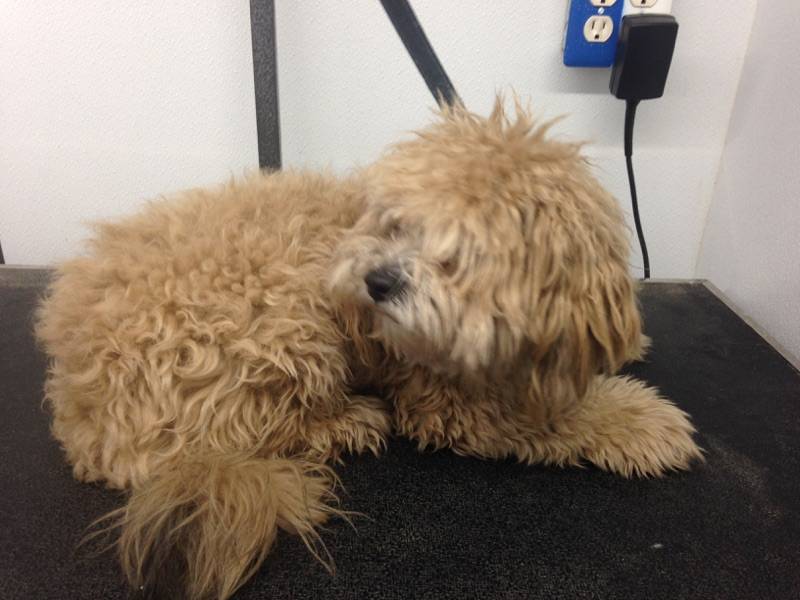 Online booking Mobile Pet Grooming Inc