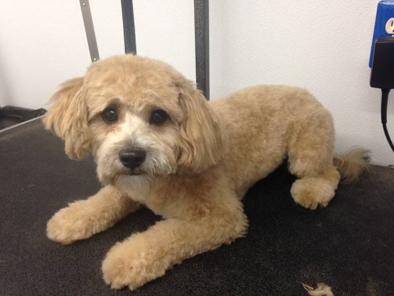 Online booking Mobile Pet Grooming Inc