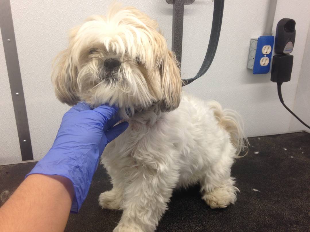 Online booking Mobile Pet Grooming Inc