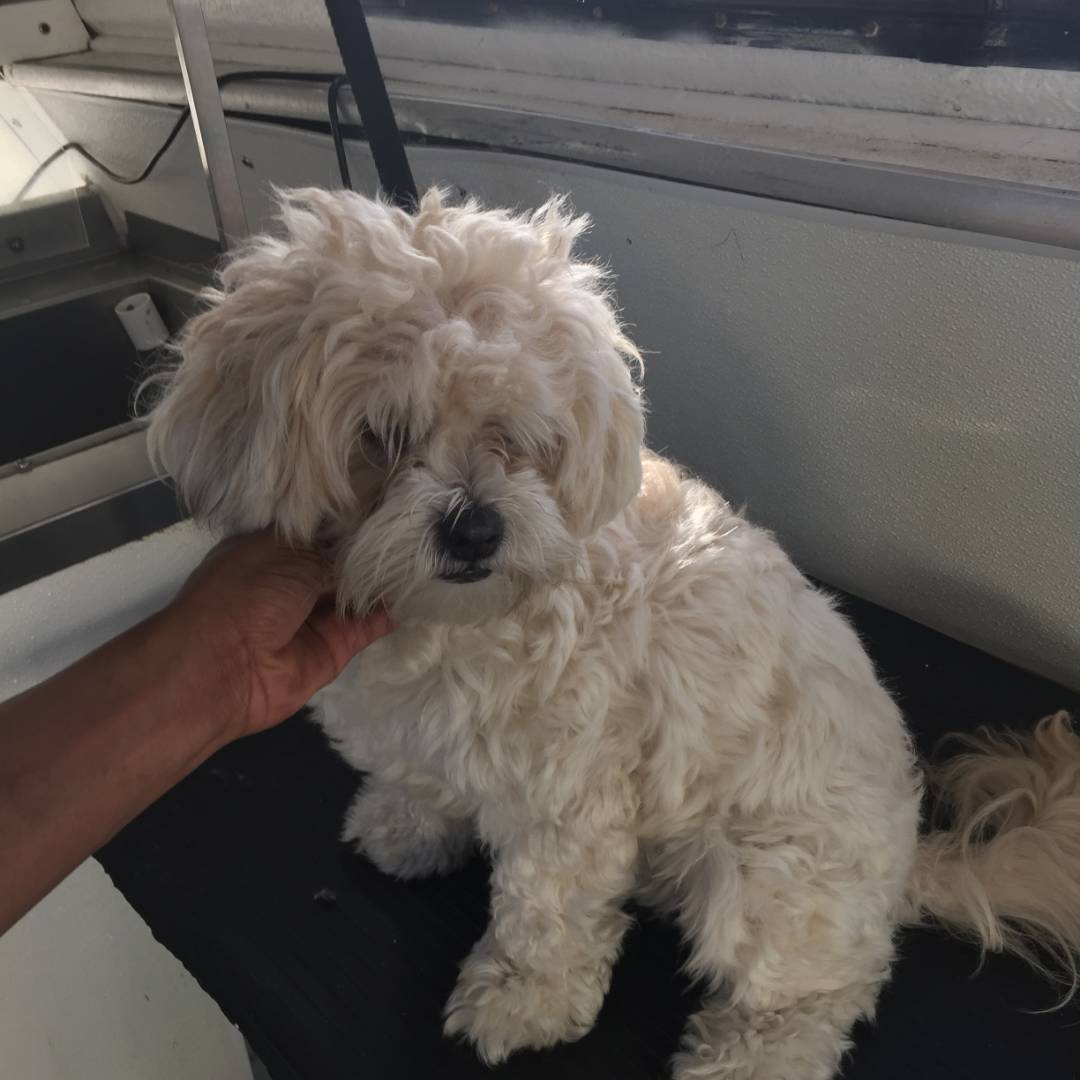 Online booking Mobile Pet Grooming Inc