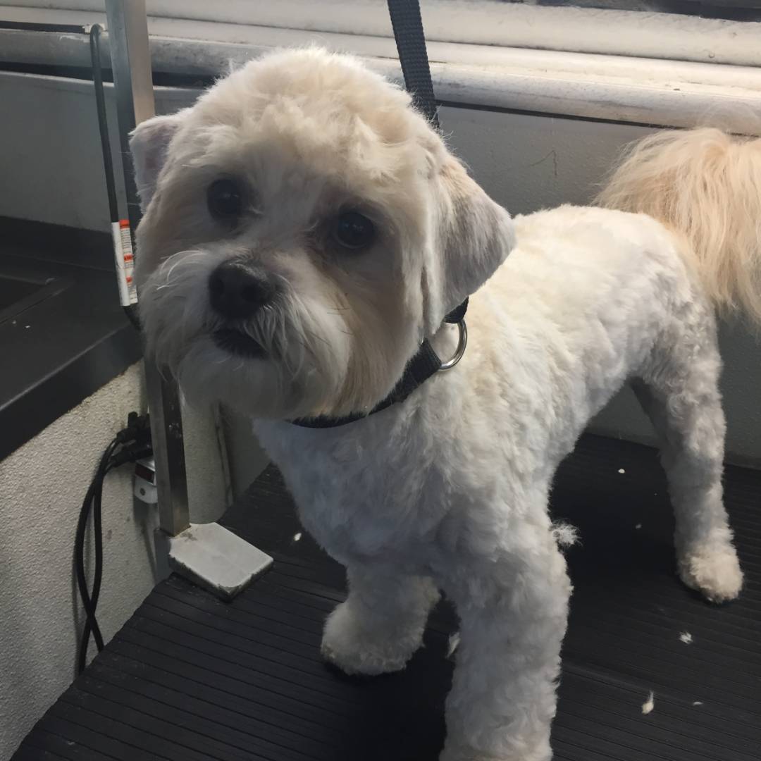 Online booking Mobile Pet Grooming Inc