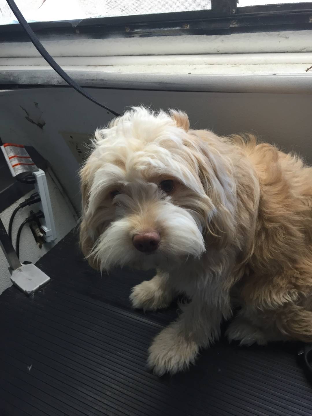 Online booking Mobile Pet Grooming Inc