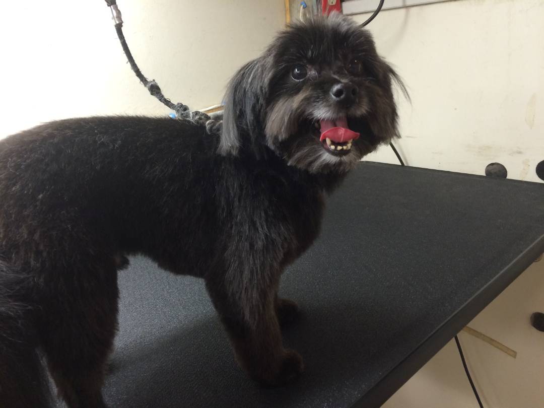 Online booking Mobile Pet Grooming Inc