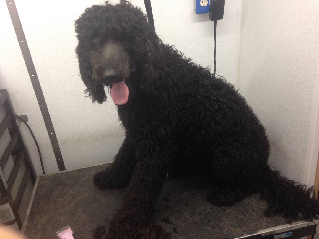 Online booking Mobile Pet Grooming Inc