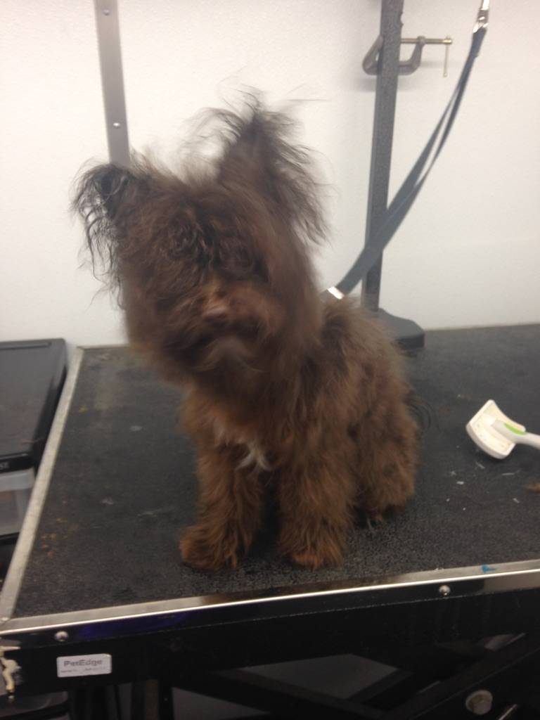 Online booking Mobile Pet Grooming Inc