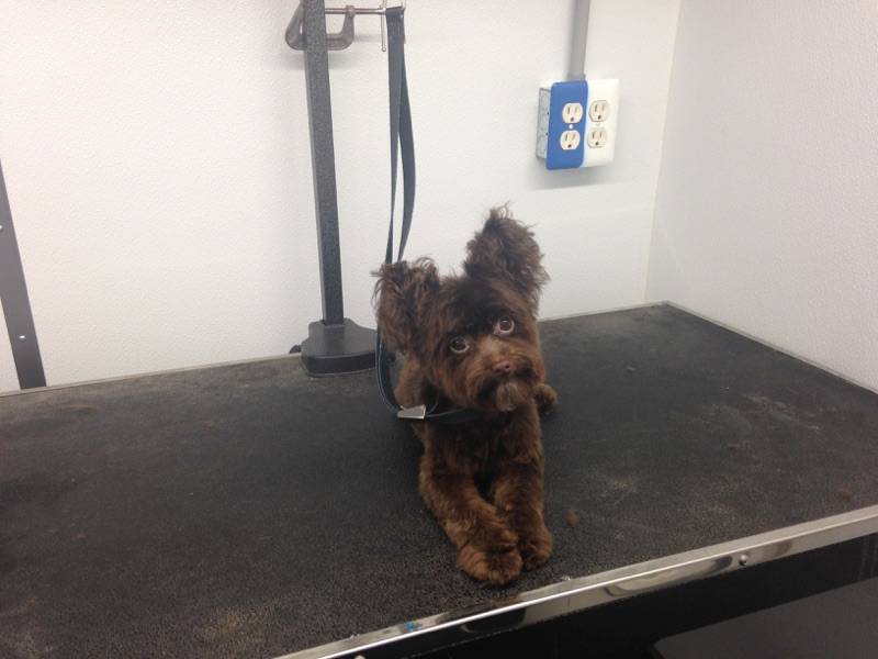 Online booking Mobile Pet Grooming Inc