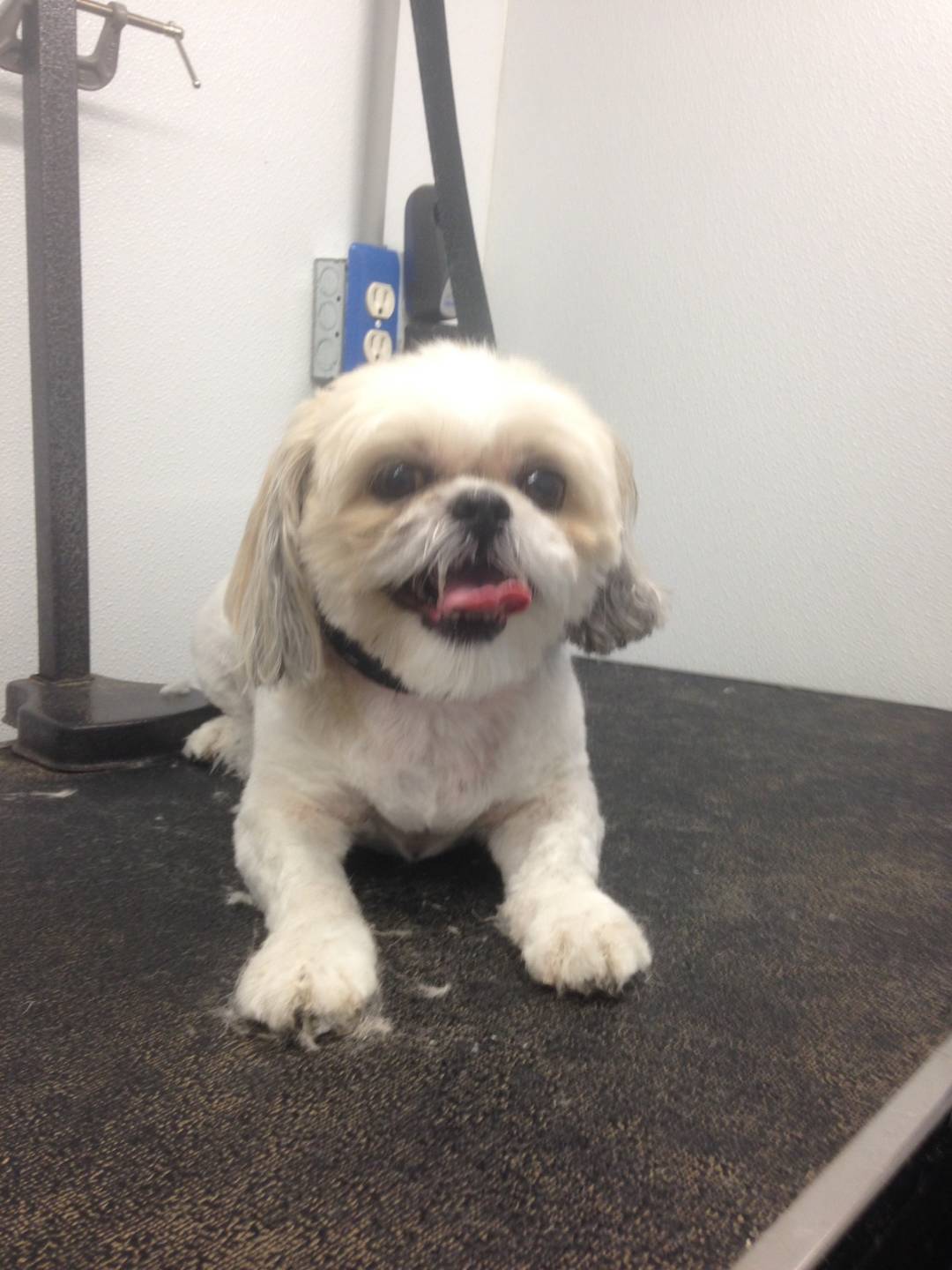 Online booking Mobile Pet Grooming Inc