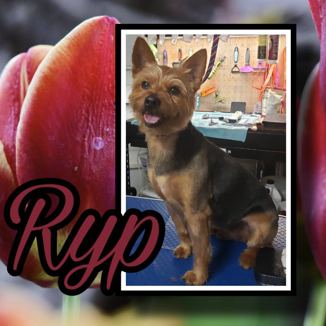 Online booking Happy Paws Grooming