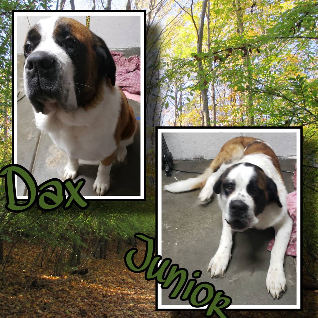 Online booking Happy Paws Grooming