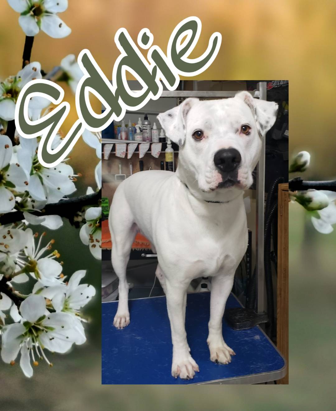 Online booking Happy Paws Grooming