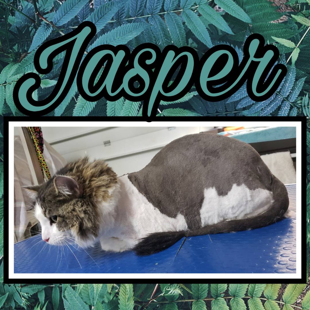 Online booking Happy Paws Grooming