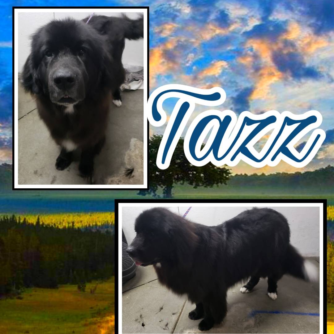 Online booking Happy Paws Grooming