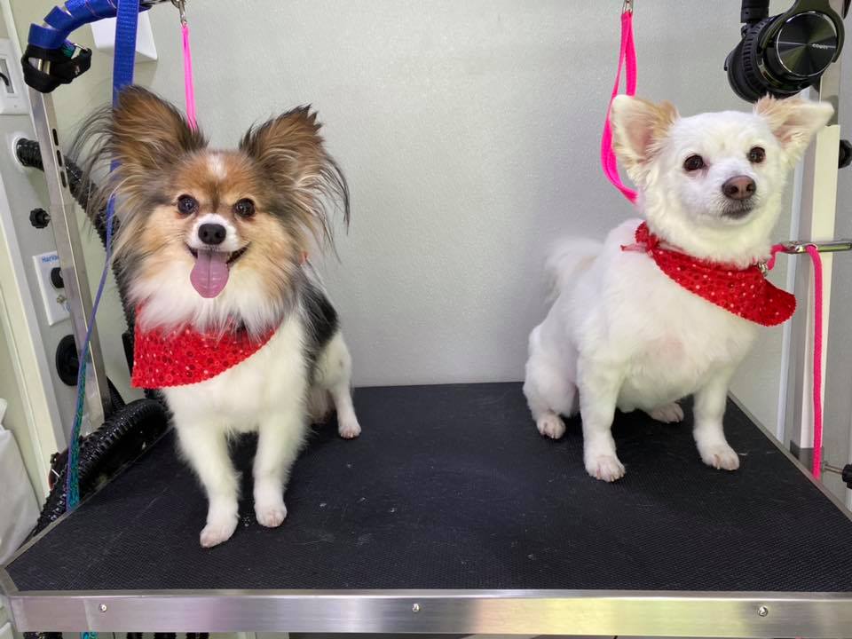 Online booking Pink Poodle Mobile Grooming