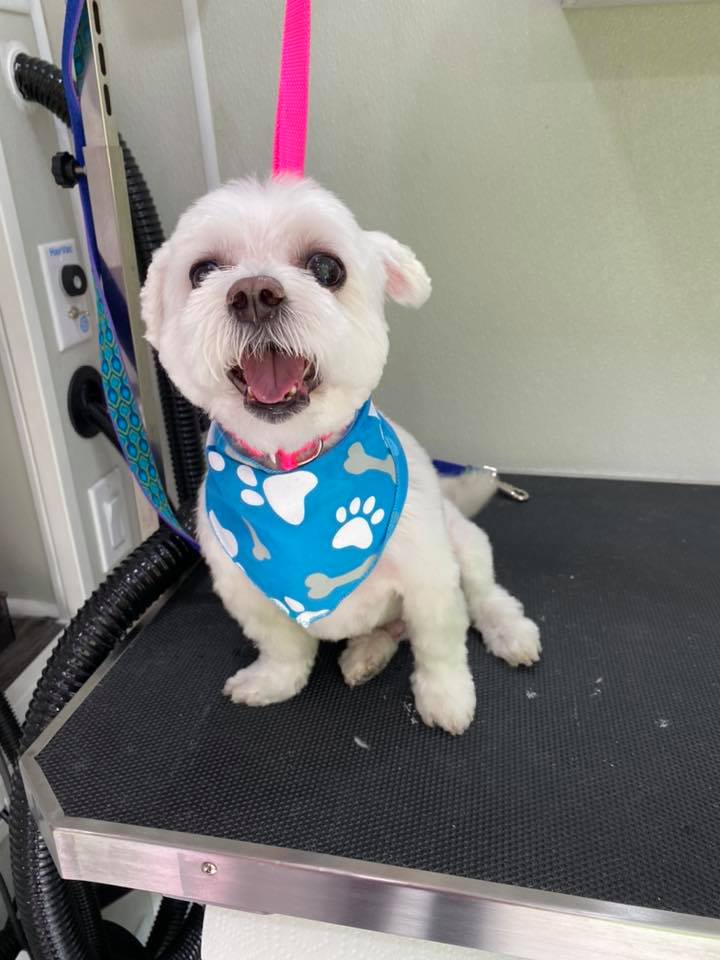 Online booking Pink Poodle Mobile Grooming