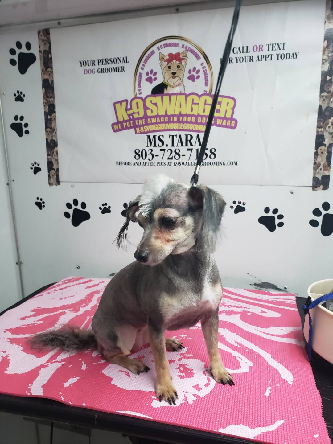 Online booking K9 Swagger Mobile Grooming L.L.C.