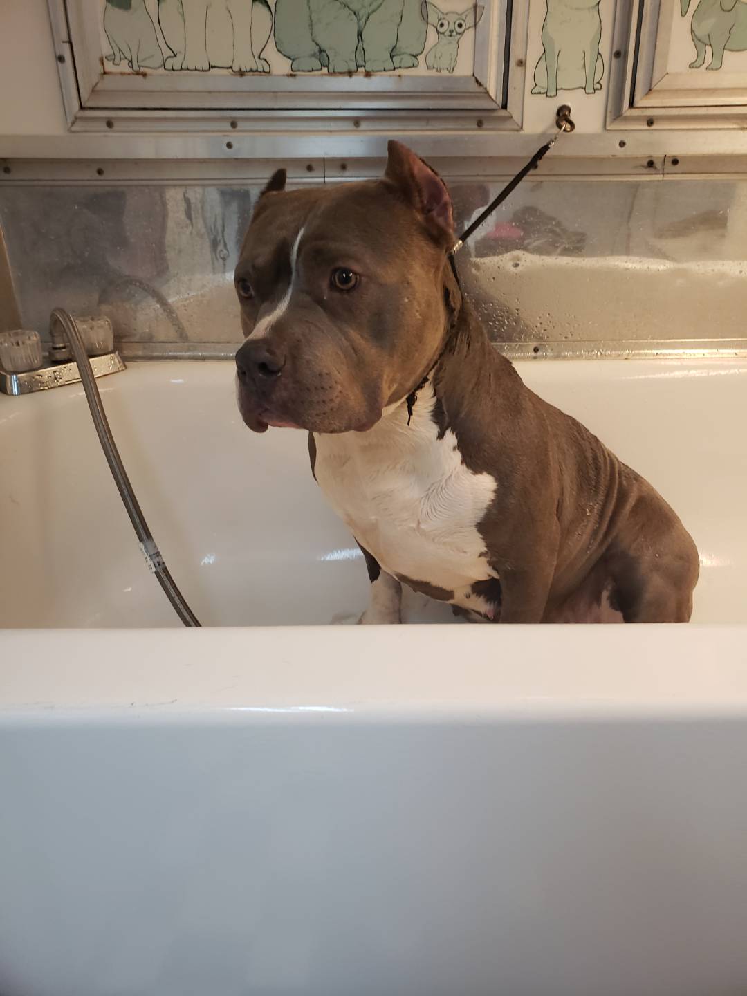 Online booking K9 Swagger Mobile Grooming L.L.C.