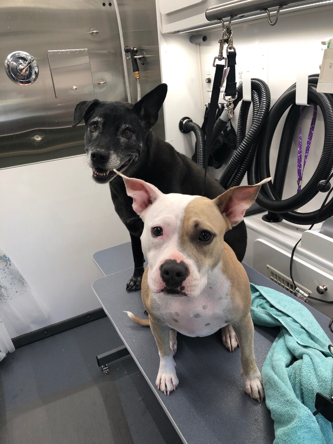 Online booking The Glitterati Groomer LLC