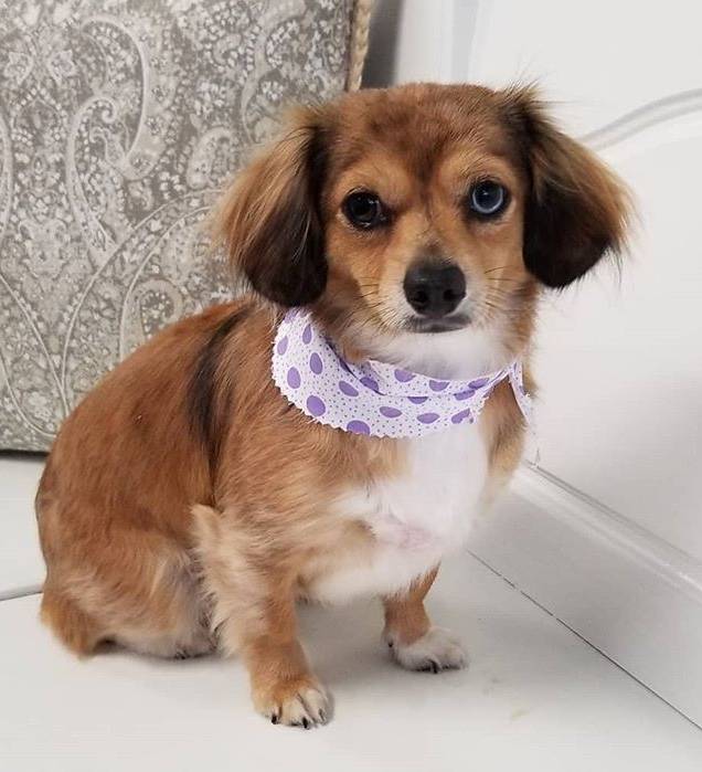 The Prancing Puppy Pet Salon