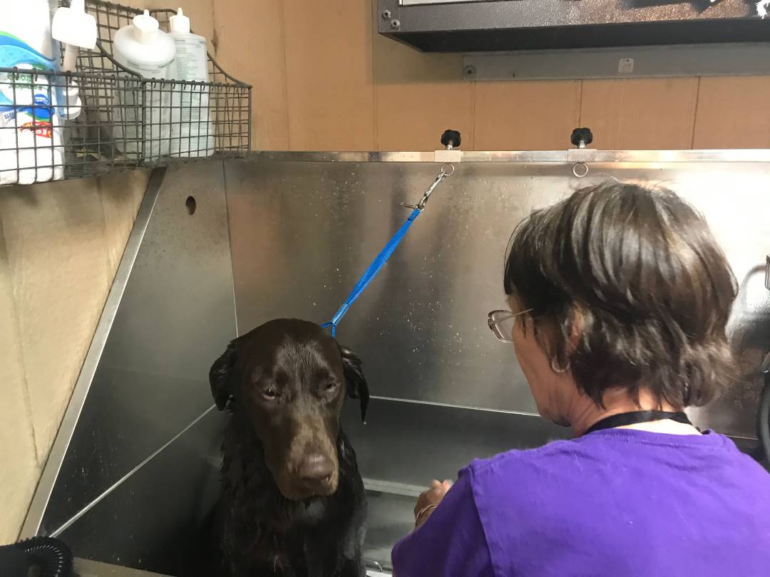 Online booking AKM Kennels