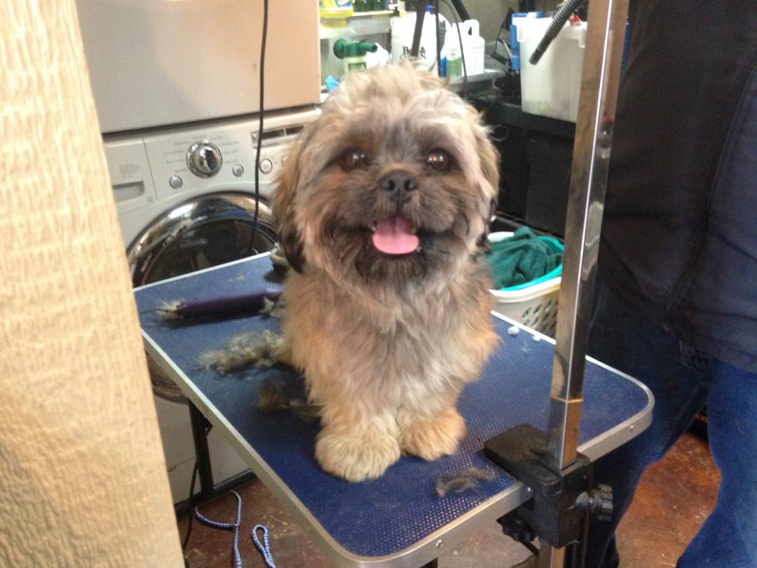 Online booking AKM Kennels