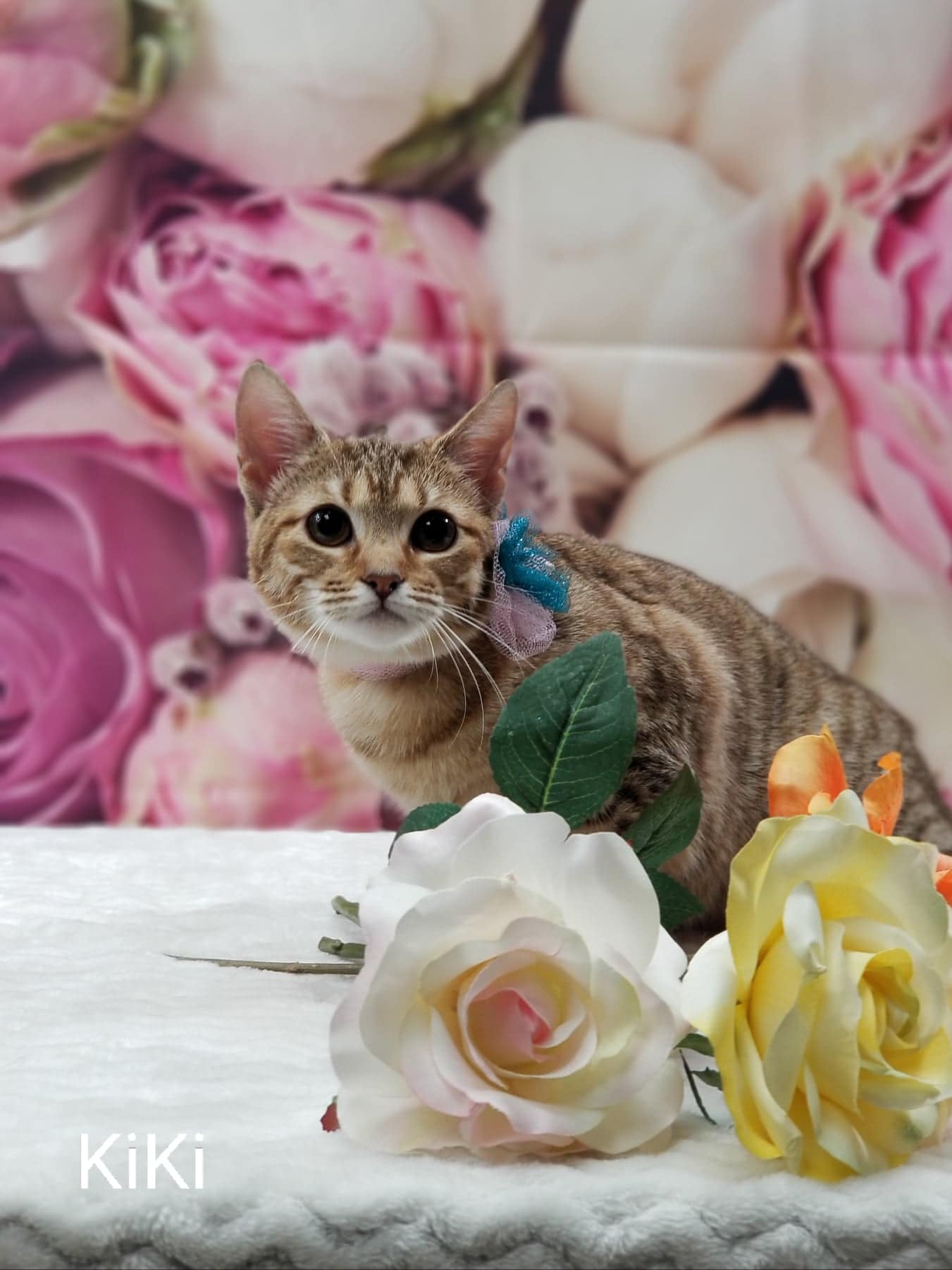 Online booking Top Dog Grooming Boutique