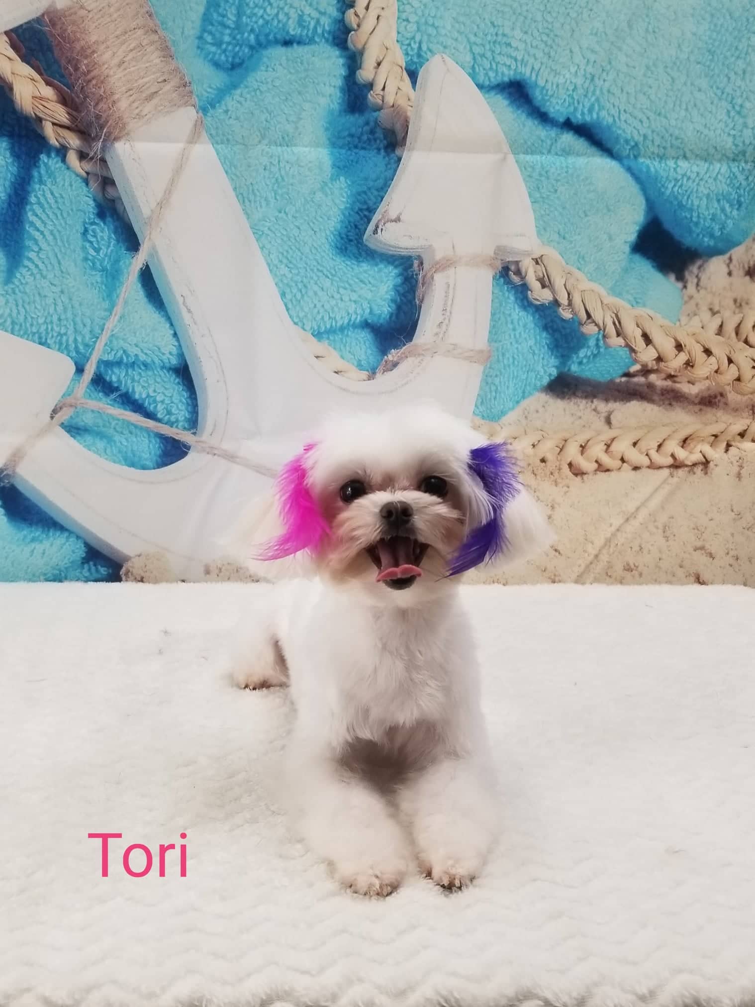 Online booking Top Dog Grooming Boutique