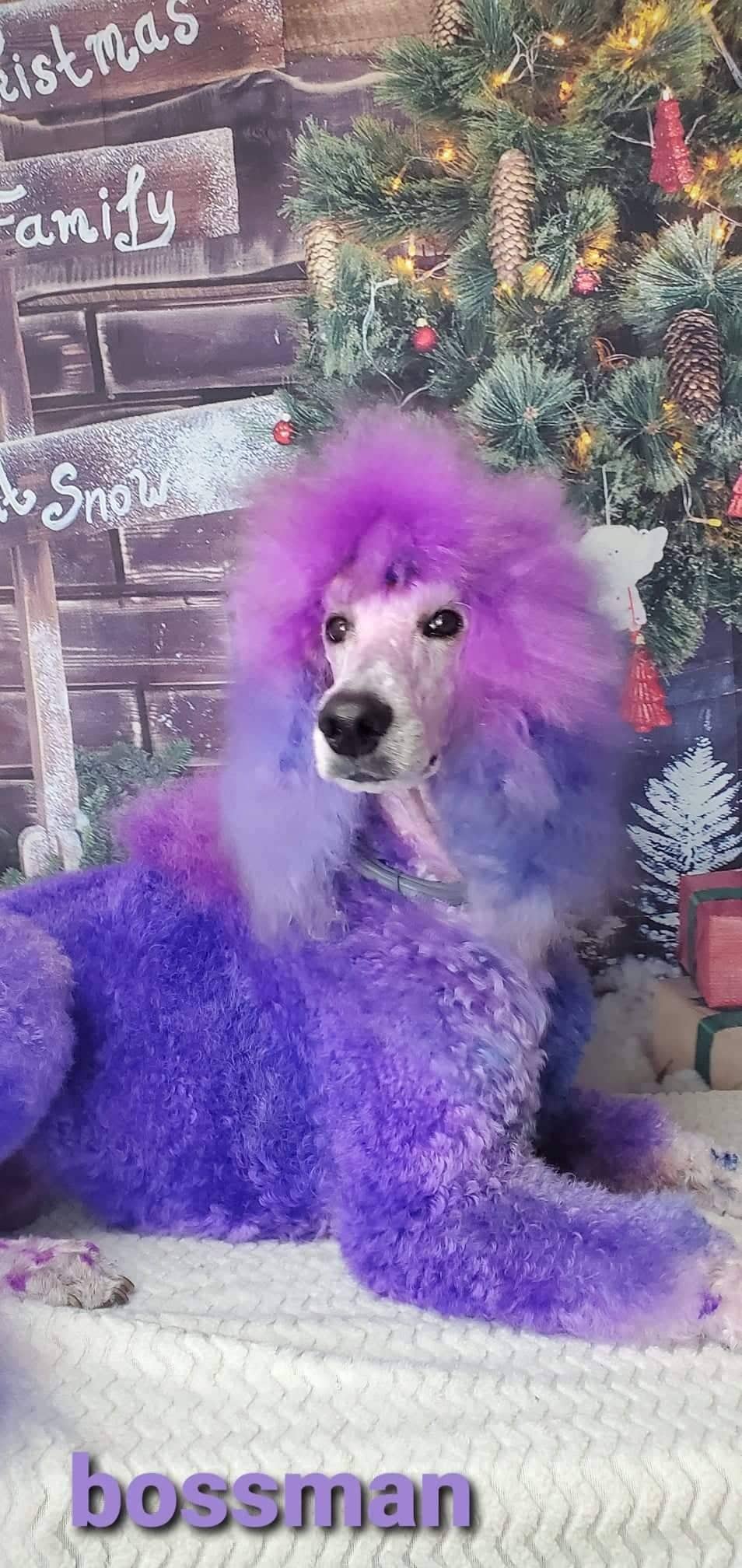 Online booking Top Dog Grooming Boutique