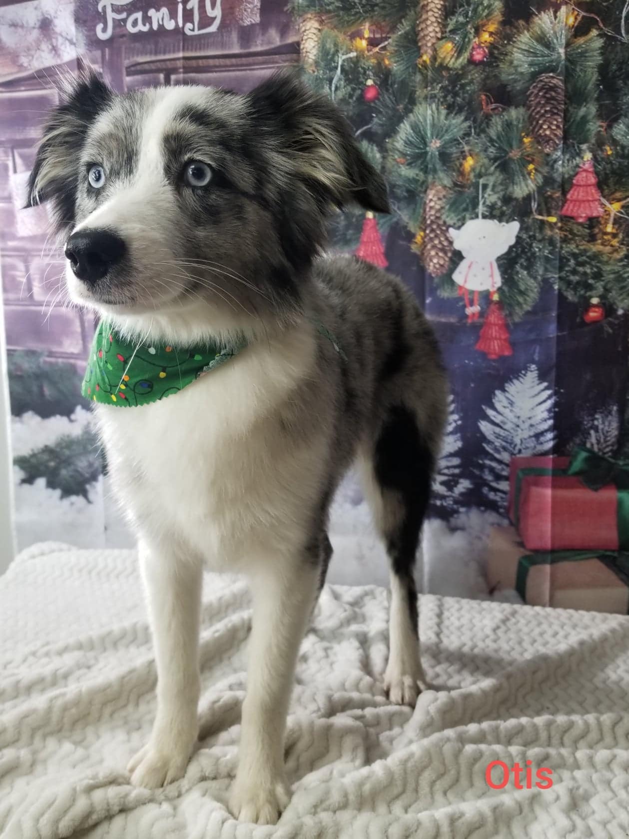 Online booking Top Dog Grooming Boutique