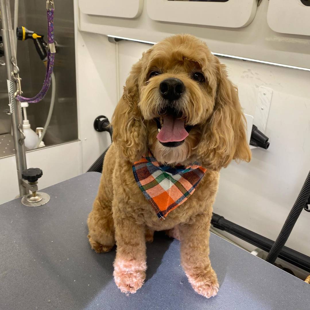 Online booking - Super Dog Mobile Grooming