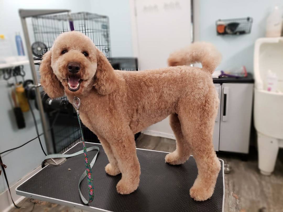 Online booking Tailspin Pet Grooming Hudsonville