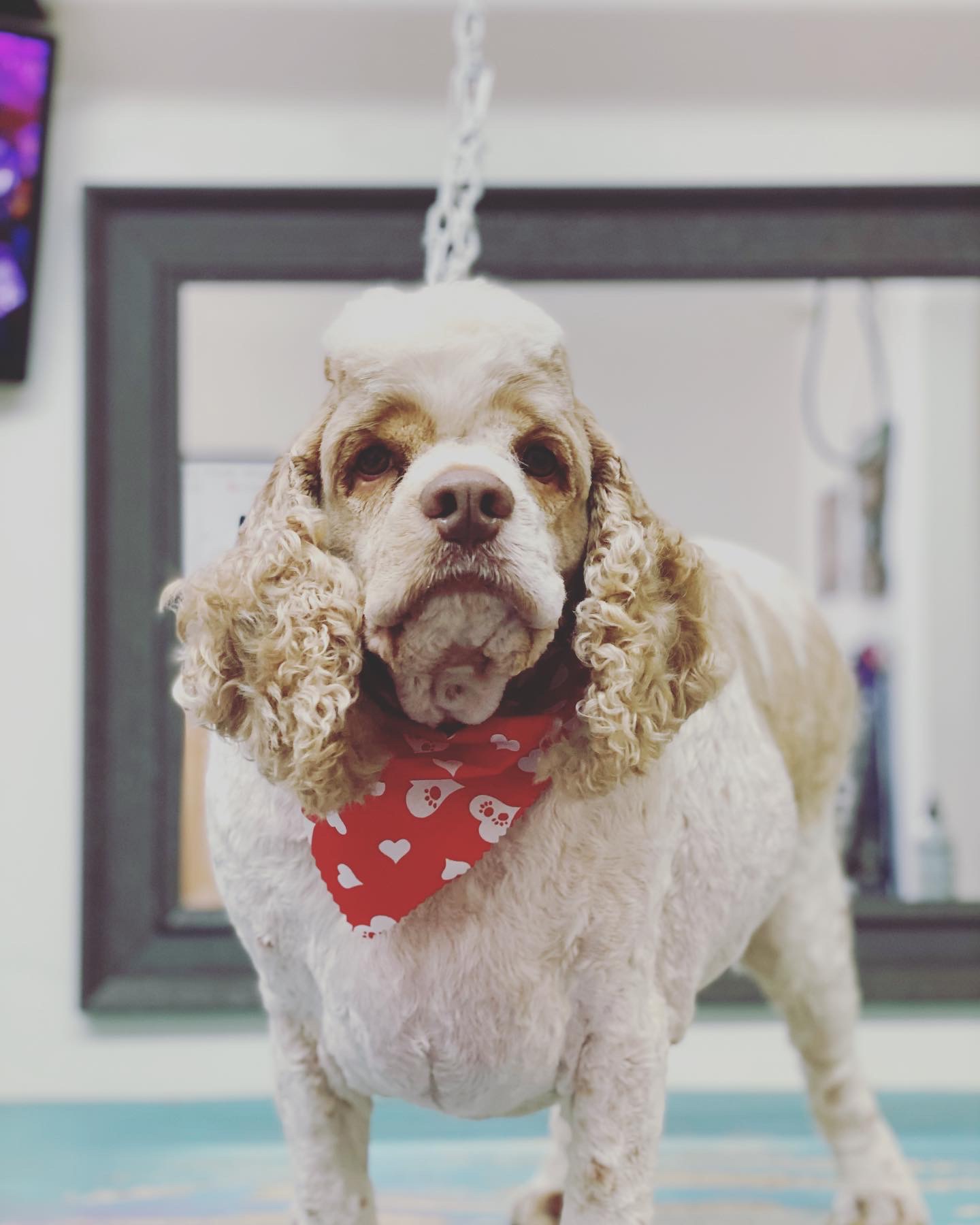 Online booking The 3C’s Dog Grooming