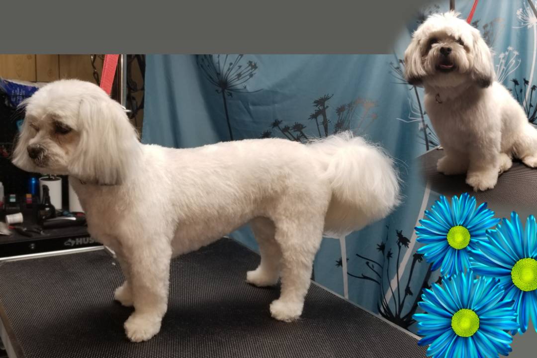 Online booking Blue Petal Small Dog Grooming