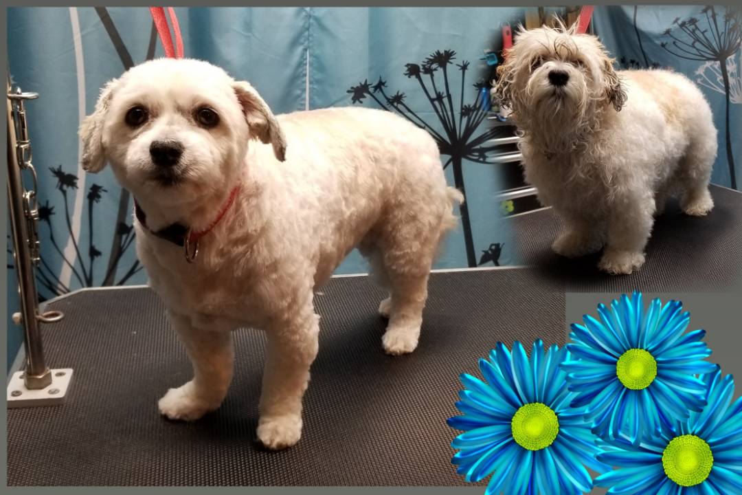 Online booking Blue Petal Small Dog Grooming