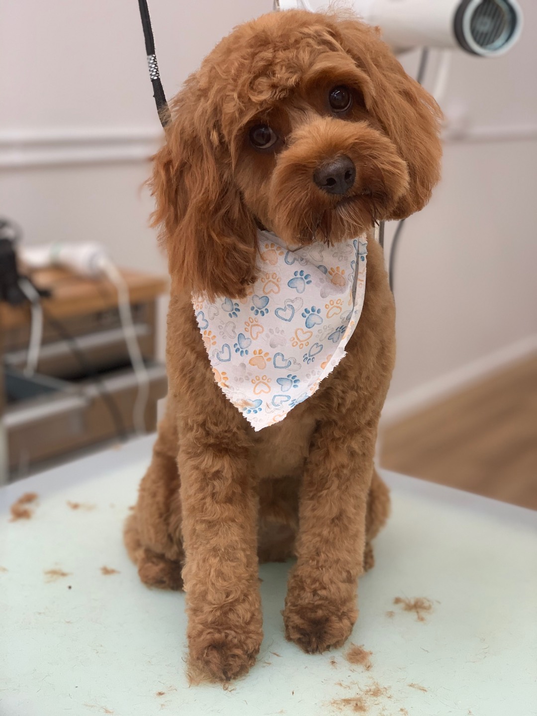 Online booking The Pet Lounge