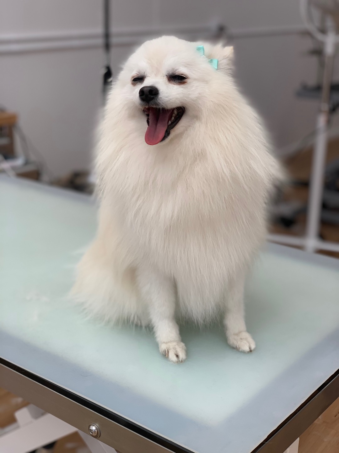 Online booking The Pet Lounge