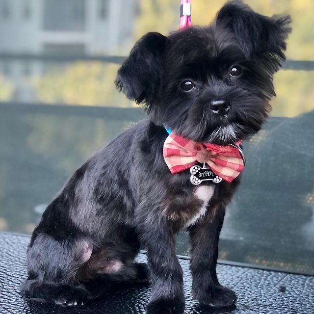 Online booking Red Velvet Pets