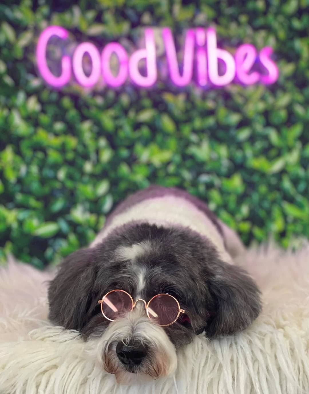 Online booking Barks n Bubbles