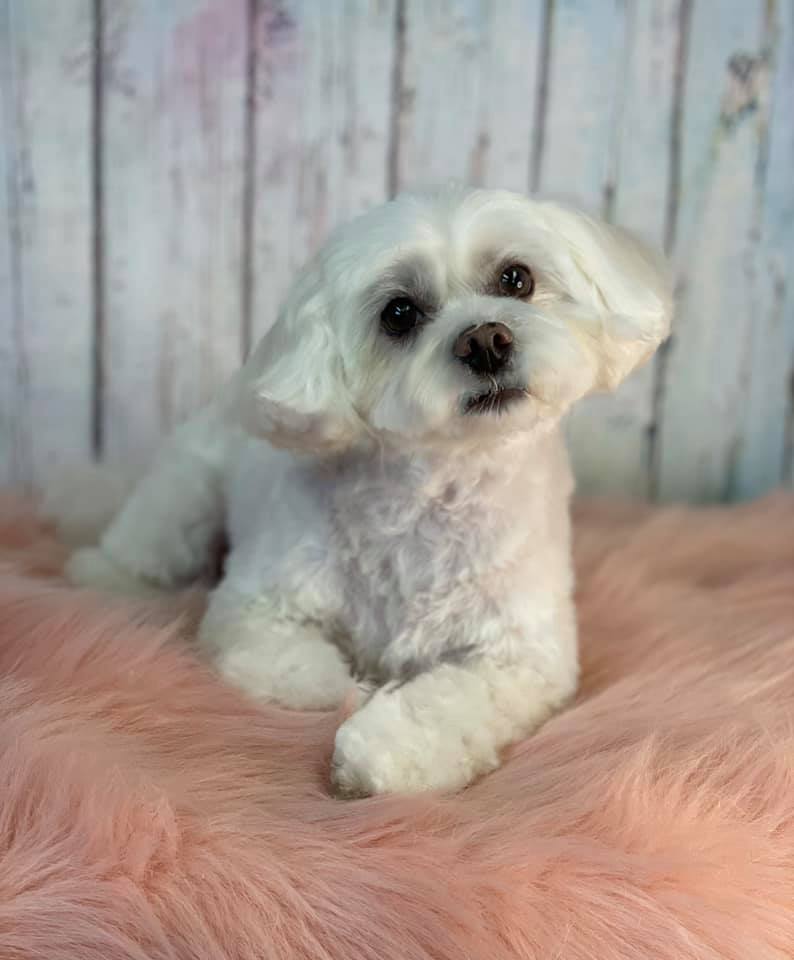 Online booking Barks n Bubbles