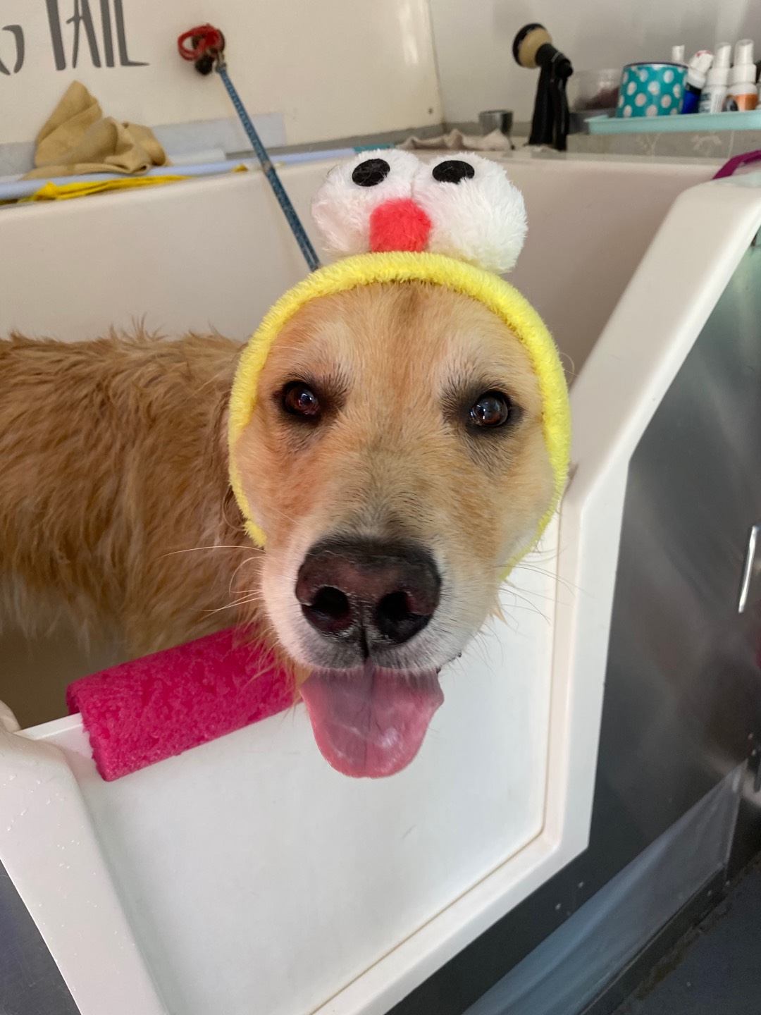 Petsmart Grooming Hours Today