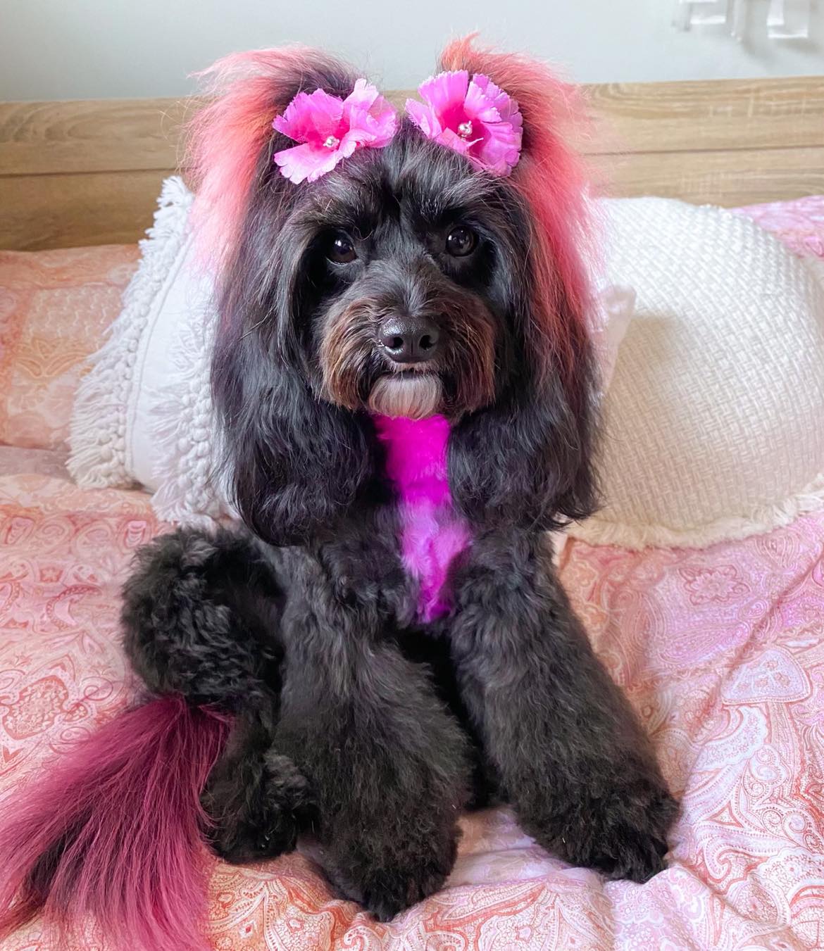 Online booking Oasis Pet Styling