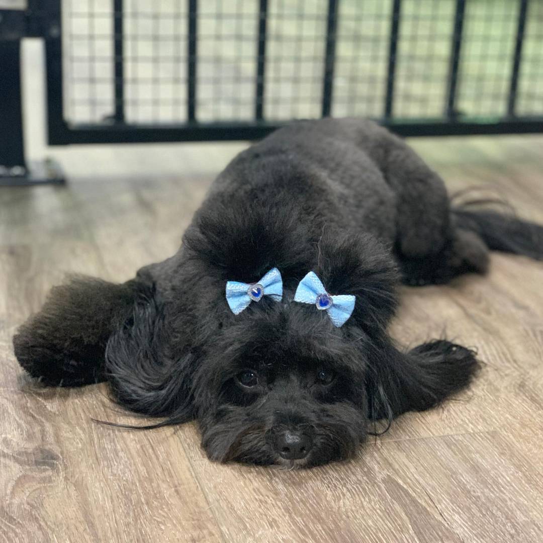 Online booking Oasis Pet Styling